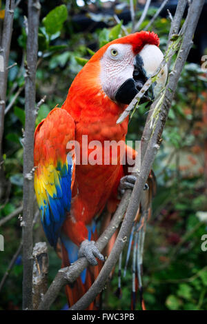 America centrale scarlet macaw parrot (ara macao cyanoptera) presso la Casa di Santo Domingo in Antigua. Foto Stock