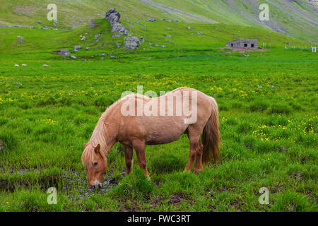 Un bel cavallo islandese in un campo Foto Stock