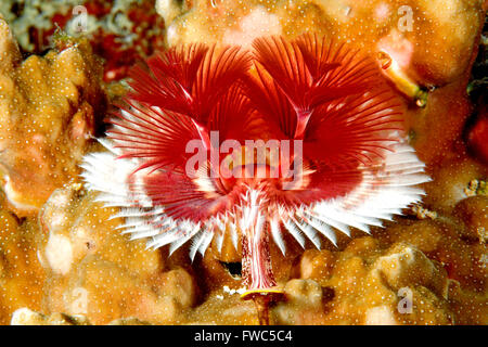 Albero di natale di vite senza fine tubo, Spirobranchus giganteus, in corallo. Uepi, Foto Stock