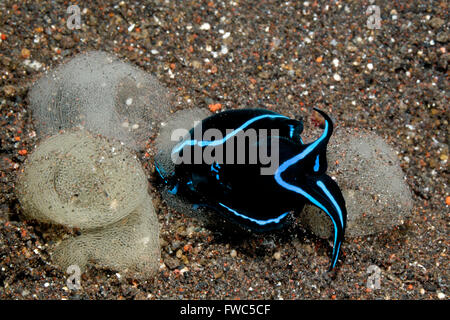 Headshield Slug, Chelidonura varians deposizione delle uova. Foto Stock