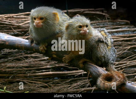 Coppia di Sud Americano uistitì pigmeo (Callithrix pygmaea, Cebuella pygmaea), nativo di foresta pluviale amazzonica del Brasile e Ecuador Foto Stock