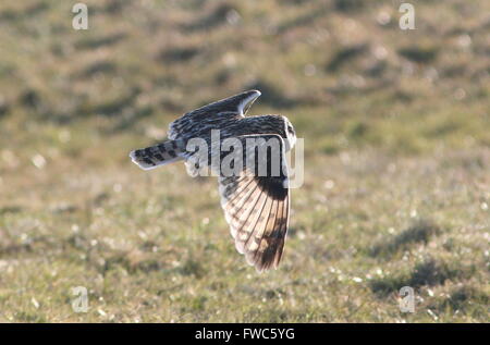 Close-up di un breve eurasiatica-eared gufo comune (asio flammeus) in volo mentre la caccia Foto Stock