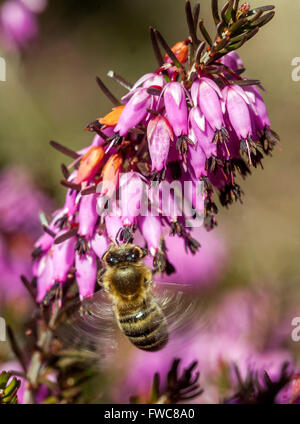 Fioritura Erica carnea inverno Heath e di impollinazione Ape su un fiore Foto Stock