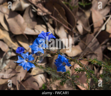 .Delicati fiori blu di leschenaultia biloba in primavera nei suoli ghiaiosi in Crooked Brook Parco Nazionale vicino Dardanup South Western Australia . Foto Stock