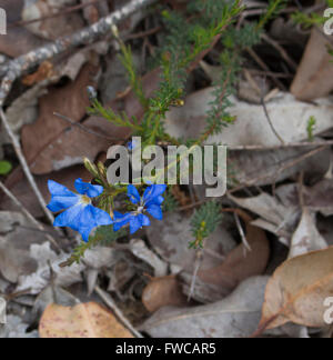 .Delicati fiori blu di leschenaultia biloba in primavera nei suoli ghiaiosi in Crooked Brook Parco Nazionale vicino Dardanup South Western Australia . Foto Stock