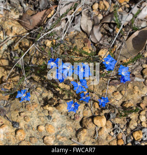 .Delicati fiori blu di leschenaultia biloba in primavera nei suoli ghiaiosi in Crooked Brook Parco Nazionale vicino Dardanup South Western Australia . Foto Stock