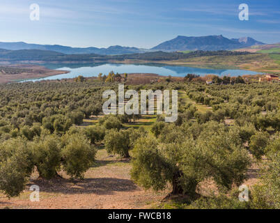 Provincia di Malaga, Andalusia, Spagna meridionale. L'agricoltura. Uliveto. Olea europaea. Embalse de Guadalteba serbatoio Foto Stock