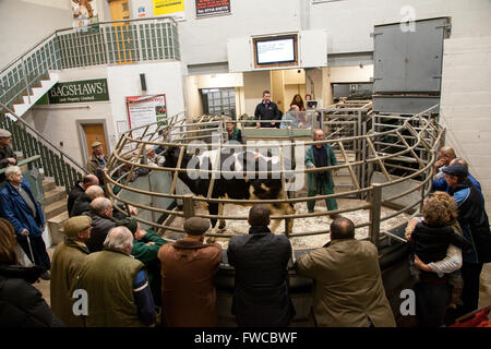 Mercato del bestiame a Bakewell nel Derbyshire Inghilterra Foto Stock