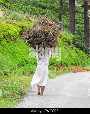 Scenario stradale in Sri Lanka tra cui una donna mentre trasporta il sottobosco sul suo capo Foto Stock