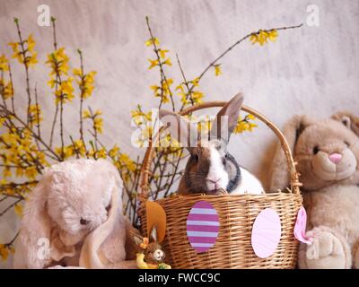 Coniglietto di Pasqua in un cestino con uova su Foto Stock