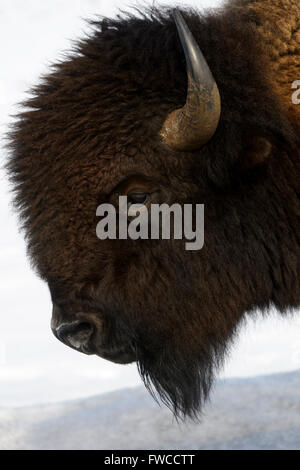 (Bison bison bison) nella neve. Lamar Valley, il Parco Nazionale di Yellowstone, Wyoming Montana, USA Foto Stock