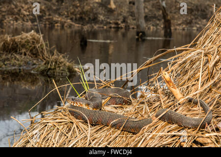 Acqua settentrionale Snake Foto Stock
