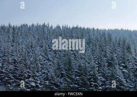 Nevicata in Coed Llandegla foresta vicino Wrexham Galles Foto Stock