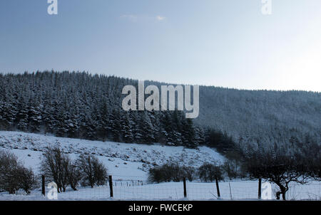 Nevicata in Coed Llandegla foresta vicino Wrexham Galles Foto Stock