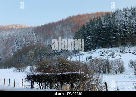 Nevicata in Coed Llandegla foresta vicino Wrexham Galles Foto Stock