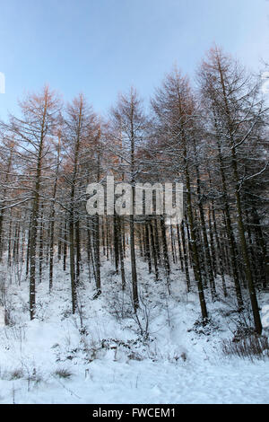 Nevicata in Coed Llandegla foresta vicino Wrexham Galles Foto Stock