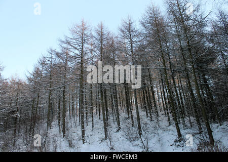 Nevicata in Coed Llandegla foresta vicino Wrexham Galles Foto Stock