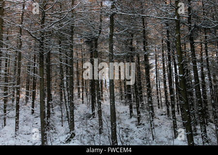 Nevicata in Coed Llandegla foresta vicino Wrexham Galles Foto Stock