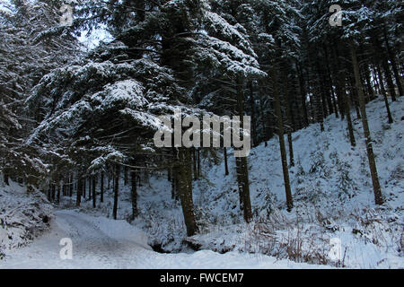 Nevicata in Coed Llandegla foresta vicino Wrexham Galles Foto Stock