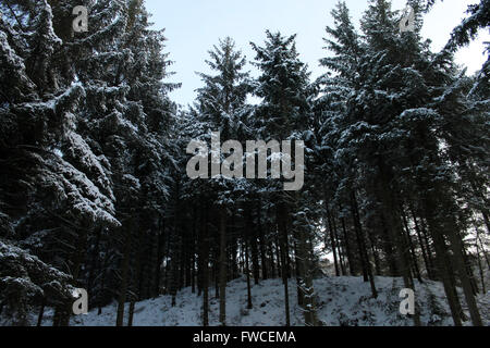 Nevicata in Coed Llandegla foresta vicino Wrexham Galles Foto Stock