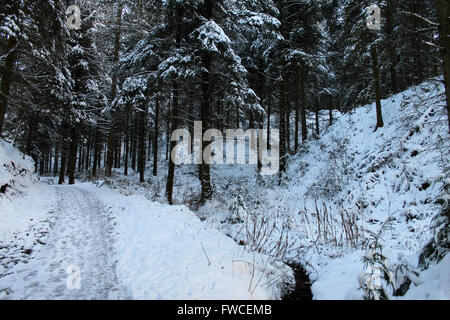 Nevicata in Coed Llandegla foresta vicino Wrexham Galles Foto Stock