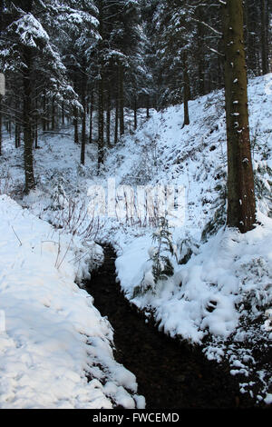 Nevicata in Coed Llandegla foresta vicino Wrexham Galles Foto Stock