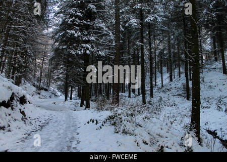 Nevicata in Coed Llandegla foresta vicino Wrexham Galles Foto Stock