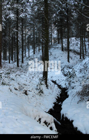 Nevicata in Coed Llandegla foresta vicino Wrexham Galles Foto Stock