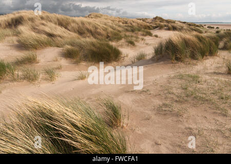 Ammophila arenaria una specie di erba anche noto marram europea erba e beachgrass sulla spiaggia Harlech SSSI nel Galles del Nord Foto Stock