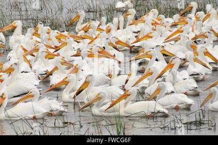 Un grande gruppo di American pellicani bianchi feed insieme come un gruppo a Lacreek National Wildlife Refuge Maggio 23, 2008 vicino a Martin, South Dakota. Foto Stock