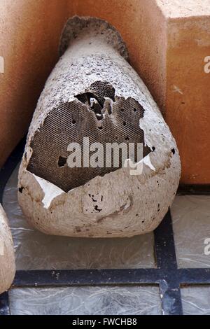 Dettaglio di un danneggiato e decadenti paper Wasp Nest Foto Stock