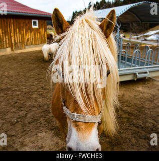 Parte anteriore della testa di cavallo Foto Stock