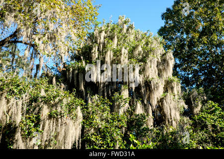 Muschio spagnolo (Tillandsia usneoides) cresce su di lecci a Middleton Place, Charleston, Carolina del Sud, STATI UNITI D'AMERICA Foto Stock