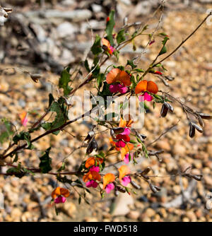 Rosso brillante e fiori d'arancio di Chorizema cordatum, cuore di foglie di pisello di fiamma che è una fioritura delle piante della famiglia di pisello. Foto Stock