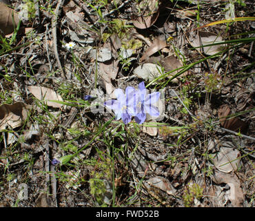 Dolce poco effimero Squill blu Western Australian millefiori corymbosa Chamaescilla fioritura in primavera è deliziosa. Foto Stock