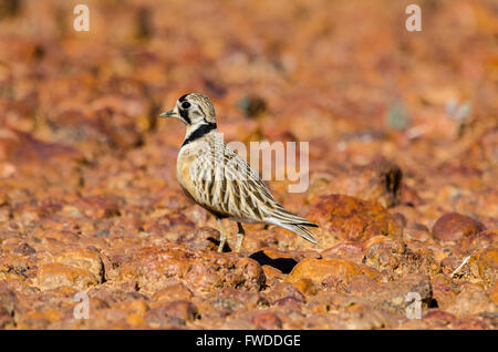 Inland Dotterel Peltohyas australis tra gibber deserto pianure Queensland Australia Foto Stock