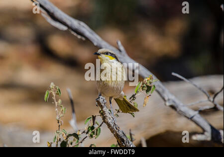 Il canto honeyeater (Gavicalis virescens) è un piccolo uccello trovato in Australia ed è parte della famiglia honeyeater Foto Stock