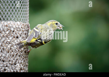 Femmina lucherino eurasiatico (Carduelis spinus) su un girasole birdfeeder in un giardino nel Surrey, Inghilterra meridionale, Regno Unito Foto Stock