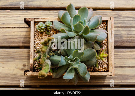 Cactus in una scatola di legno su una tavola di legno Foto Stock