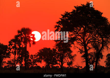 Drammatico tramonto Africano con un grande sole di setting e stagliano alberi, cielo senza nuvole, Nxabega concessione, Okavango Delta, il Kalahari, nel nord del Botswana, Africa Foto Stock