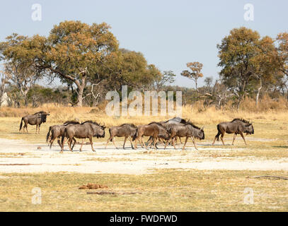 Blue GNU (Connochaetes taurinus) o GNU, Nxabega concessione, Okavango Delta, nel nord del Botswana, Sud Africa Foto Stock