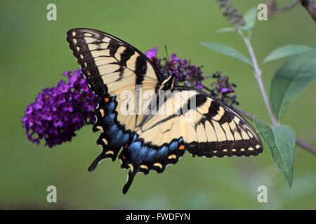 Orientale a coda di rondine di Tiger Butterfly, Maschio Tigre orientale a farfalla a coda di rondine, Connecticut Butterfly Foto Stock