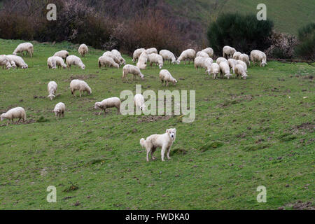 Maremma Sheepdog radunare le pecore, Maremma Toscana, Italia, UE, Europa Foto Stock
