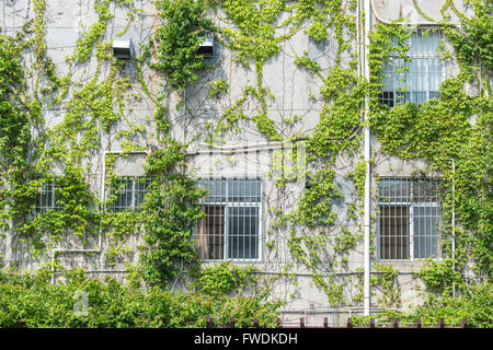 Otturatore della finestra con edera sul vecchio muro di casa Foto Stock