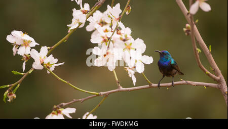 Palestina Sunbird o Northern arancio-tufted Sunbird (Cinnyris oseus) è un piccolo uccello passerine della famiglia sunbird che è fo Foto Stock