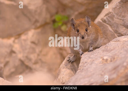 Golden mouse spinosa (Acomys russatus) fotografato in Israele nel dicembre Foto Stock