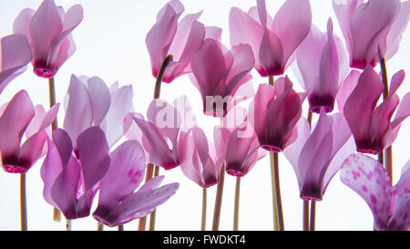 Retroilluminato con petali viola (Ciclamino) su un lightbox Foto Stock