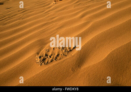 Dune di sabbia del deserto. Fotografato nella regione Aravah, deserto del Negev, Israele Foto Stock