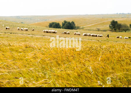 Il vento soffia attraverso un campo di grano. Un gregge di pecore in background fotografato in Lachis, regione del Negev, Israele Foto Stock