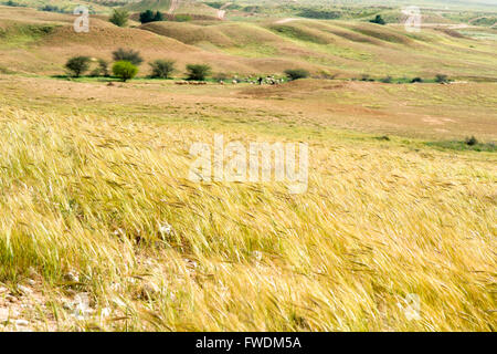 Il vento soffia attraverso un campo di grano. Fotografato in Lachis, regione del Negev, Israele Foto Stock